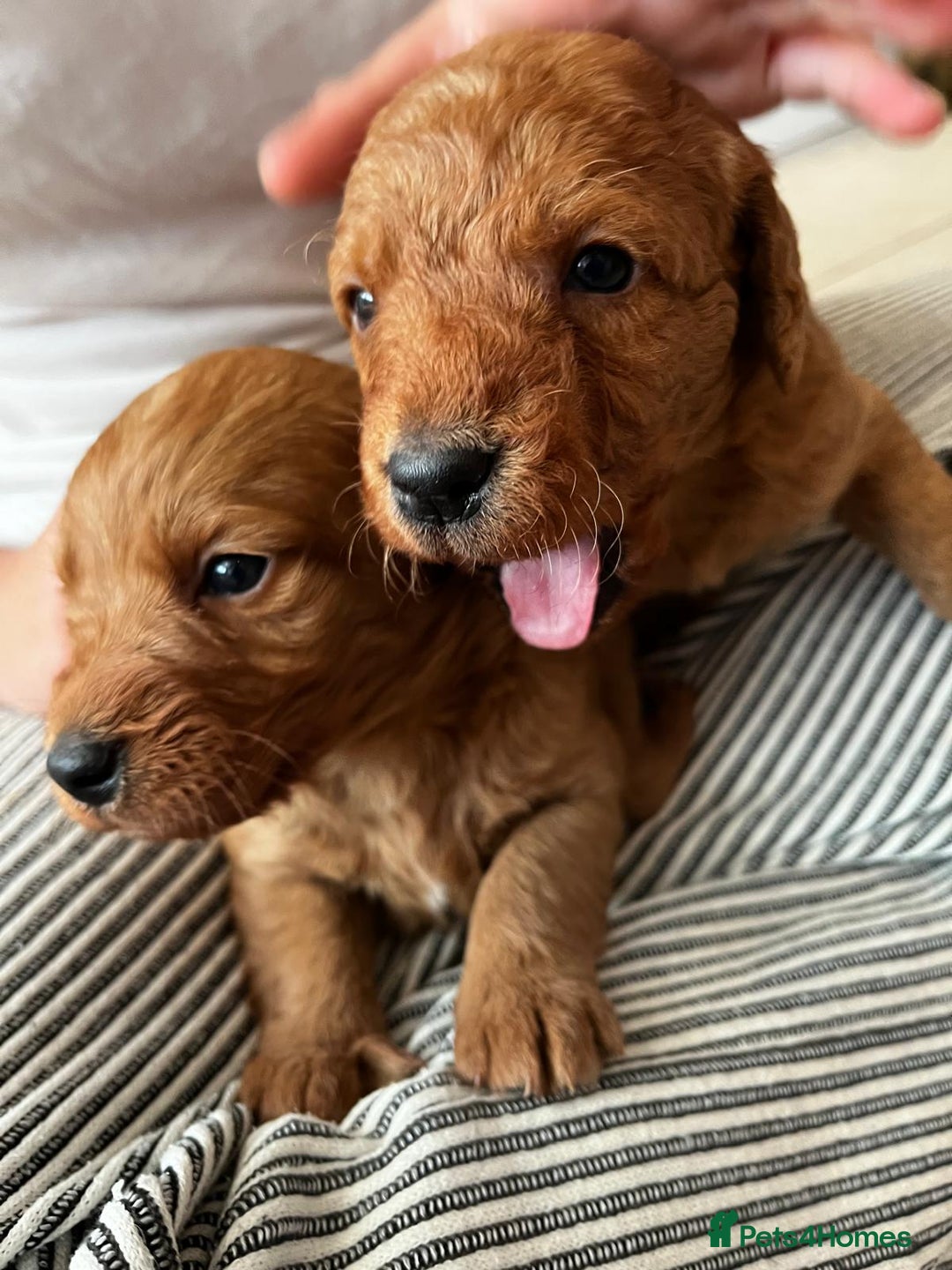 Labradoodle dogs for sale: Miniature Fox Red Labradoodles  - Image 3