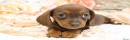 Dachshund dogs for sale: KC Miniature Dachshund Puppies - Advert 4