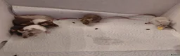 Mouse rodents for sale: Female mice - Advert 7