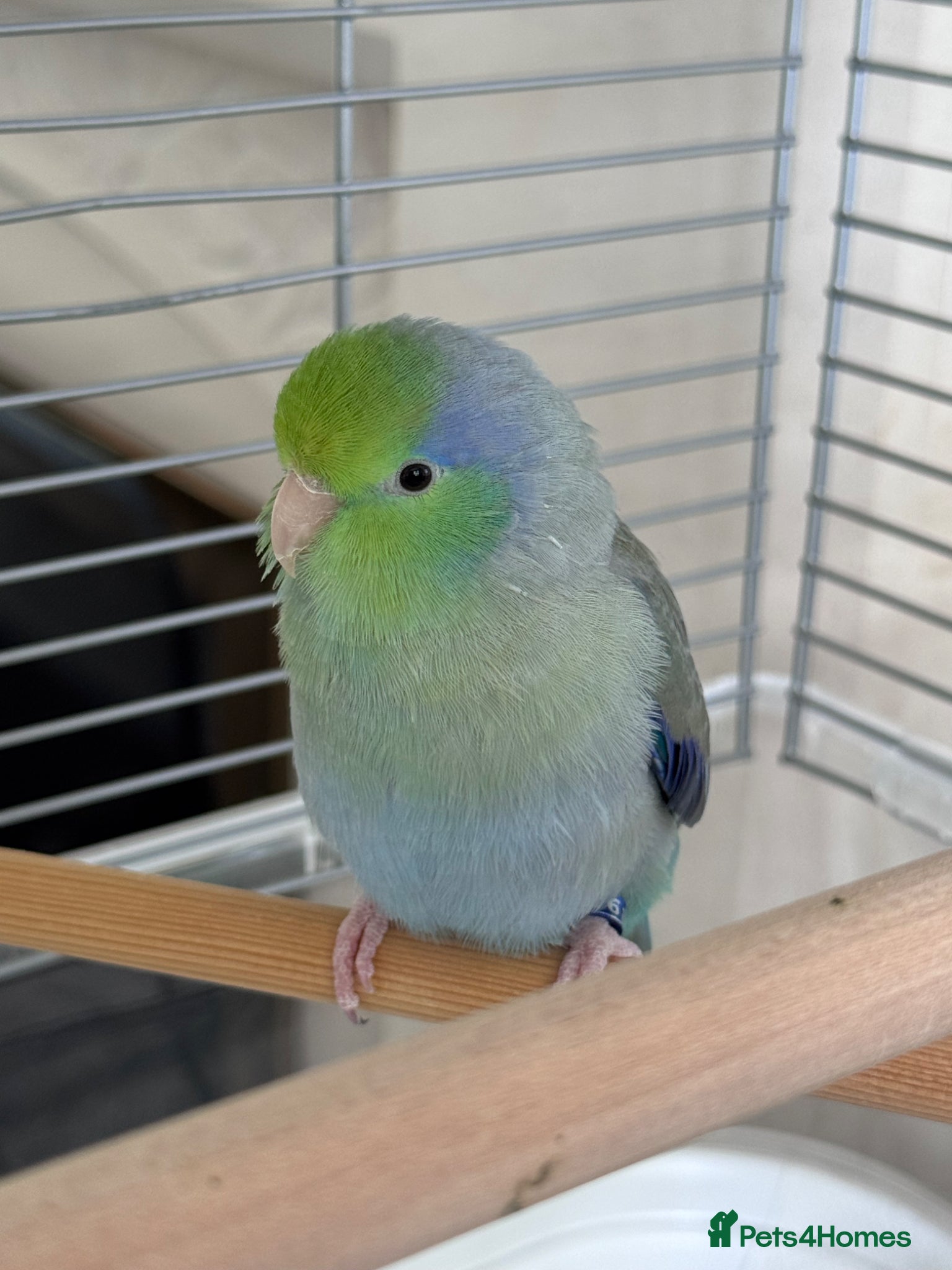 Parakeets birds Tame Male Celestial Parrotlet - Advert 2