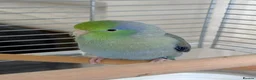 Parakeets birds for sale: Tame Male Celestial Parrotlet - Advert 1