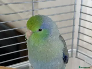 Parakeets birds Tame Male Celestial Parrotlet - Advert 2