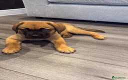 Mixed Breed dogs for sale: Dogue de Bordeaux / Newfoundland Puppy  - Advert 1