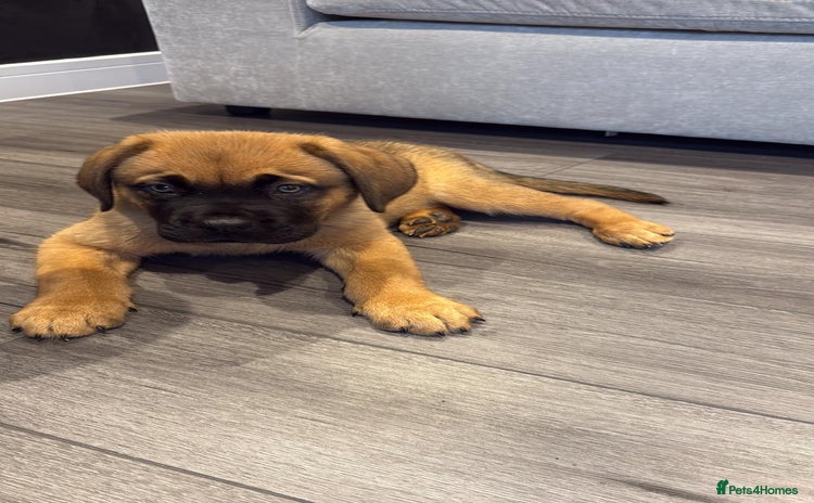 Mixed Breed dogs - Advert 1