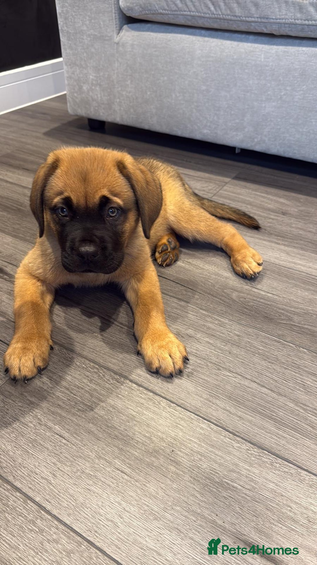 Mixed Breed dogs for sale: Dogue de Bordeaux / Newfoundland Puppy  - Advert 1