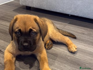 Mixed Breed dogs for sale: Dogue de Bordeaux / Newfoundland Puppy - Advert 1