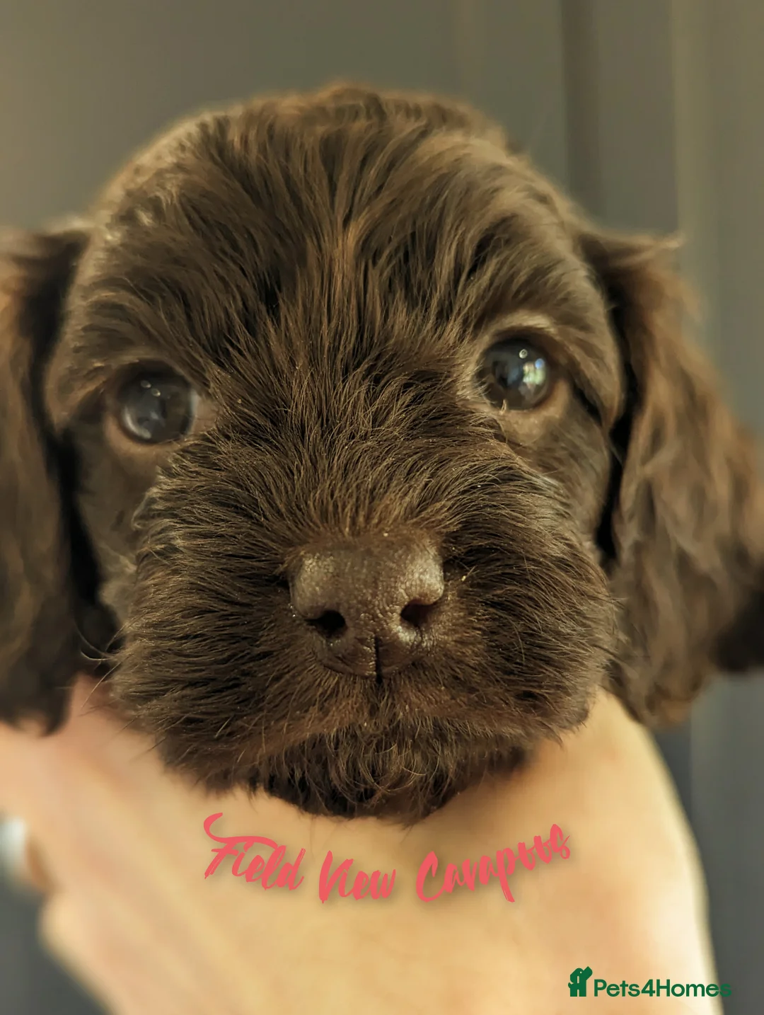 Miniature Poodle dogs for stud: Imported Brown Miniature Poodle & Cavalier Studs in Sutton Coldfield - Advert 21