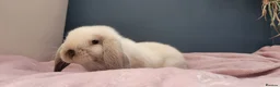 Mini Lop rabbits for sale: Incredibly friendly Mini Lop babies for sale in Towcester - Advert 6