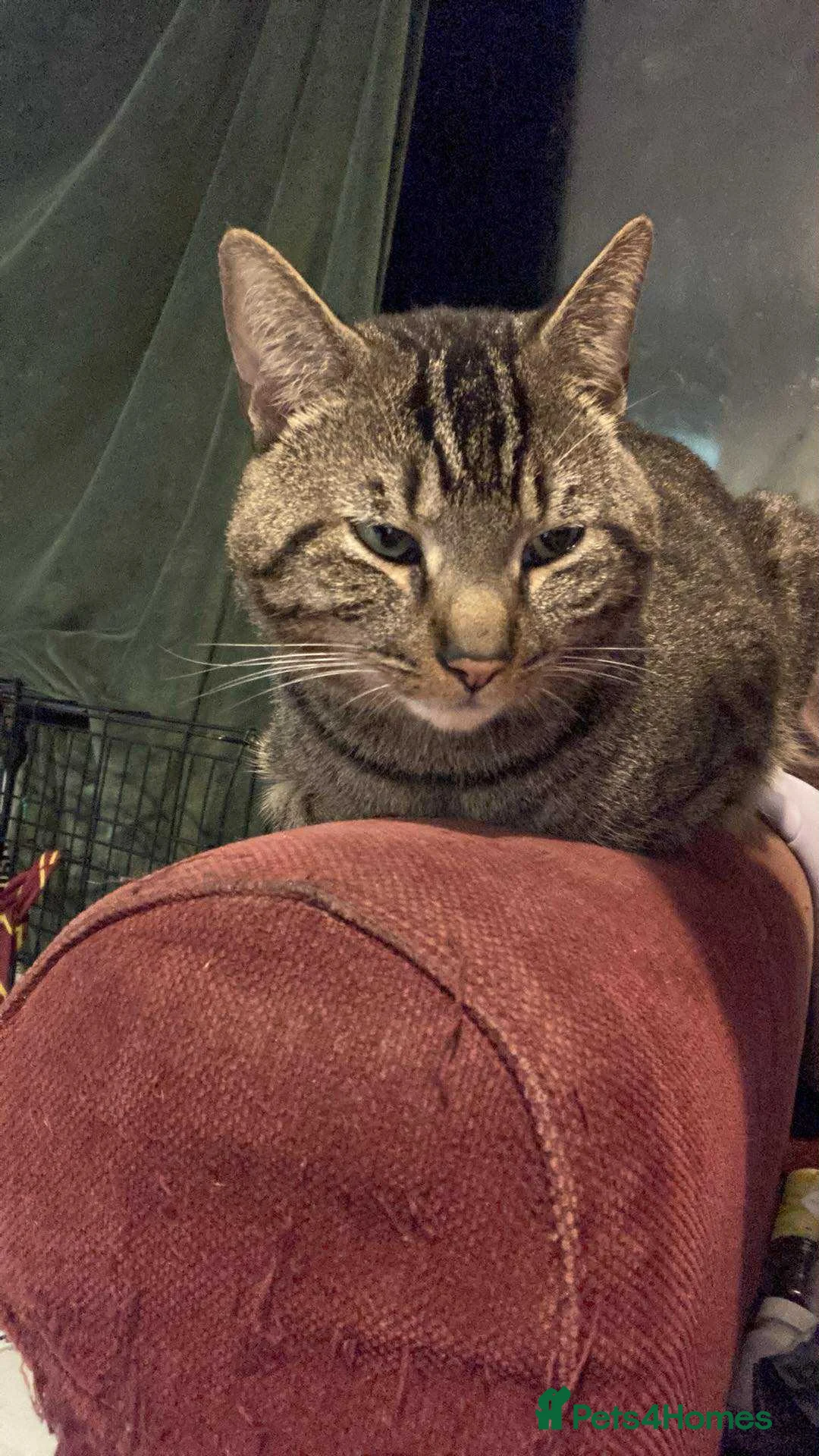 Mixed Breed cats for sale: 2 boys left - Advert 4