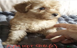 Toy Poodle dogs for sale: KC Toy Poodles, health tested, champion bloodline - Image 25