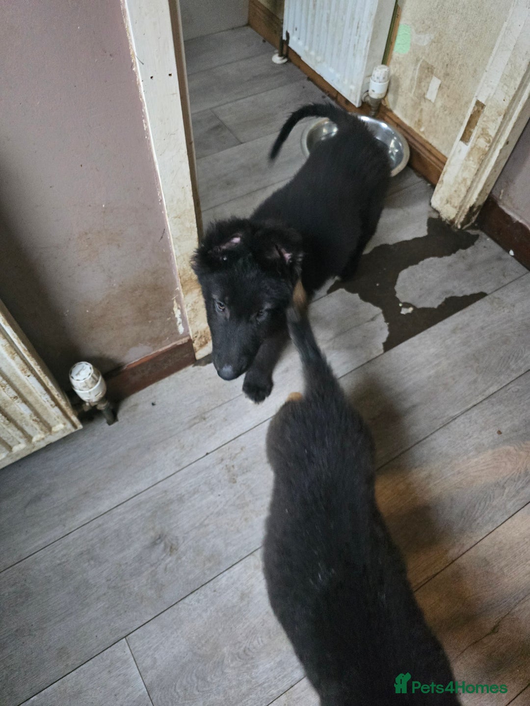 Mixed Breed dogs for sale: German Shepherd x Husky/Collie - Image 13