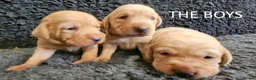 Labrador Retriever dogs for sale: Stunning Red Fox Labs-Health checked, KC Reg, FTCH - Advert 4
