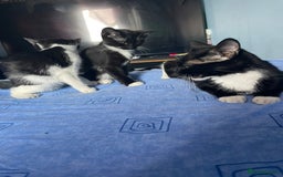 British Shorthair cats for sale: 2 Kittens Available - Image 1