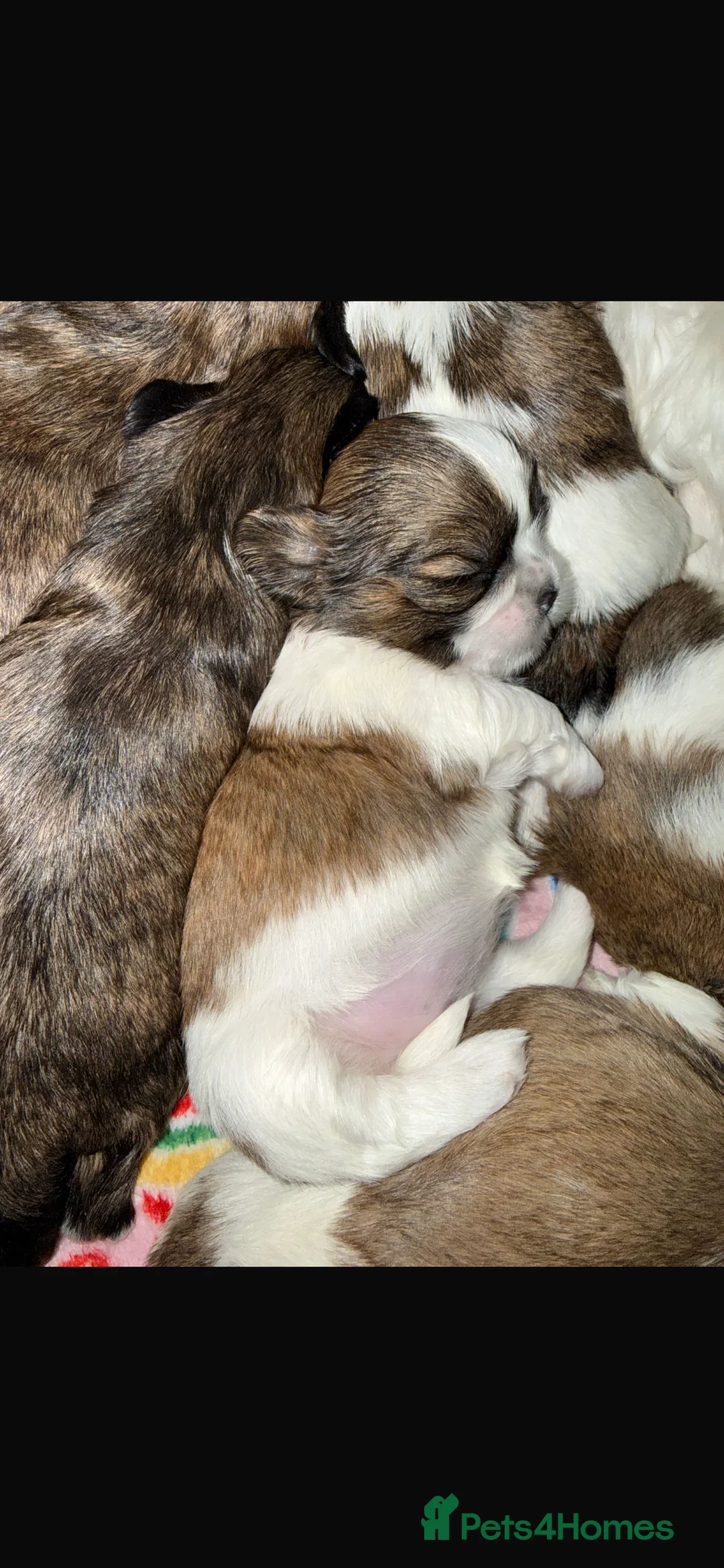 Shih Tzu dogs for sale: Shih Tzu puppies - Advert 20