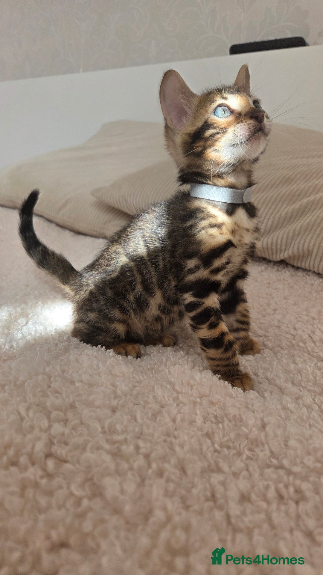 Bengal cats for sale: ✨ Bengal TICA Registered kittens Available ✨🐱 - Image 7