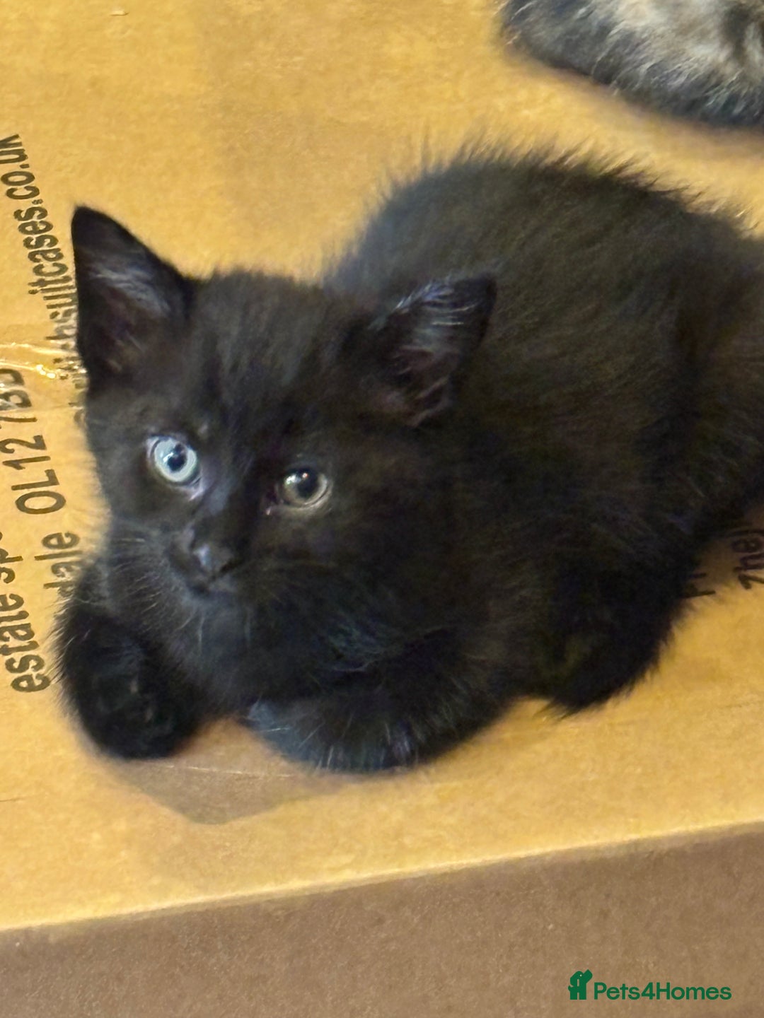 Mixed Breed cats for sale: Ready now 4 kittens - Image 5