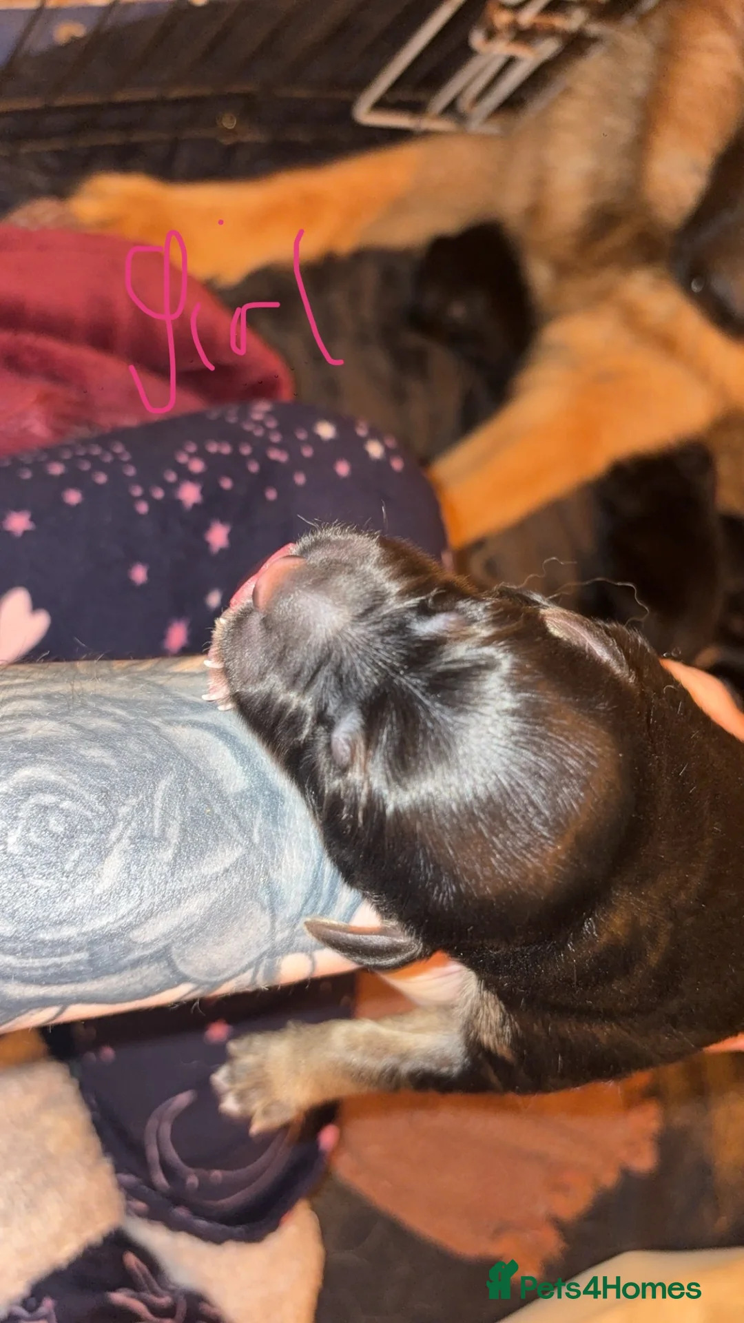 Golden Shepherd dogs for sale: 6 Beautiful Golden Shepherd Girls Available!  - Advert 6