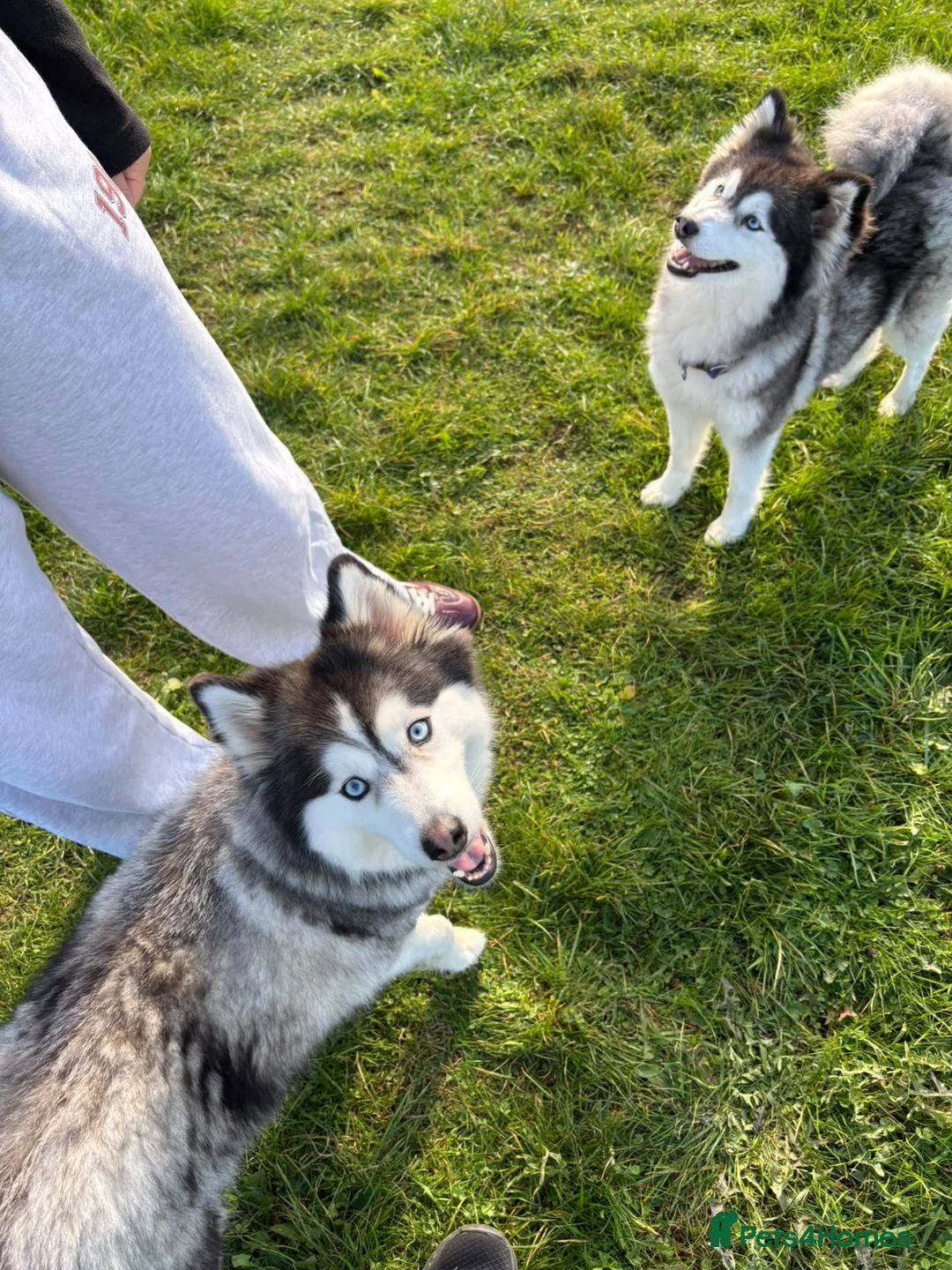 Mixed Breed dogs for sale: Pomsky puppies  - Advert 1