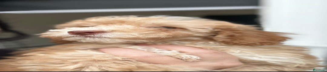 Cockapoo Puppy 1
