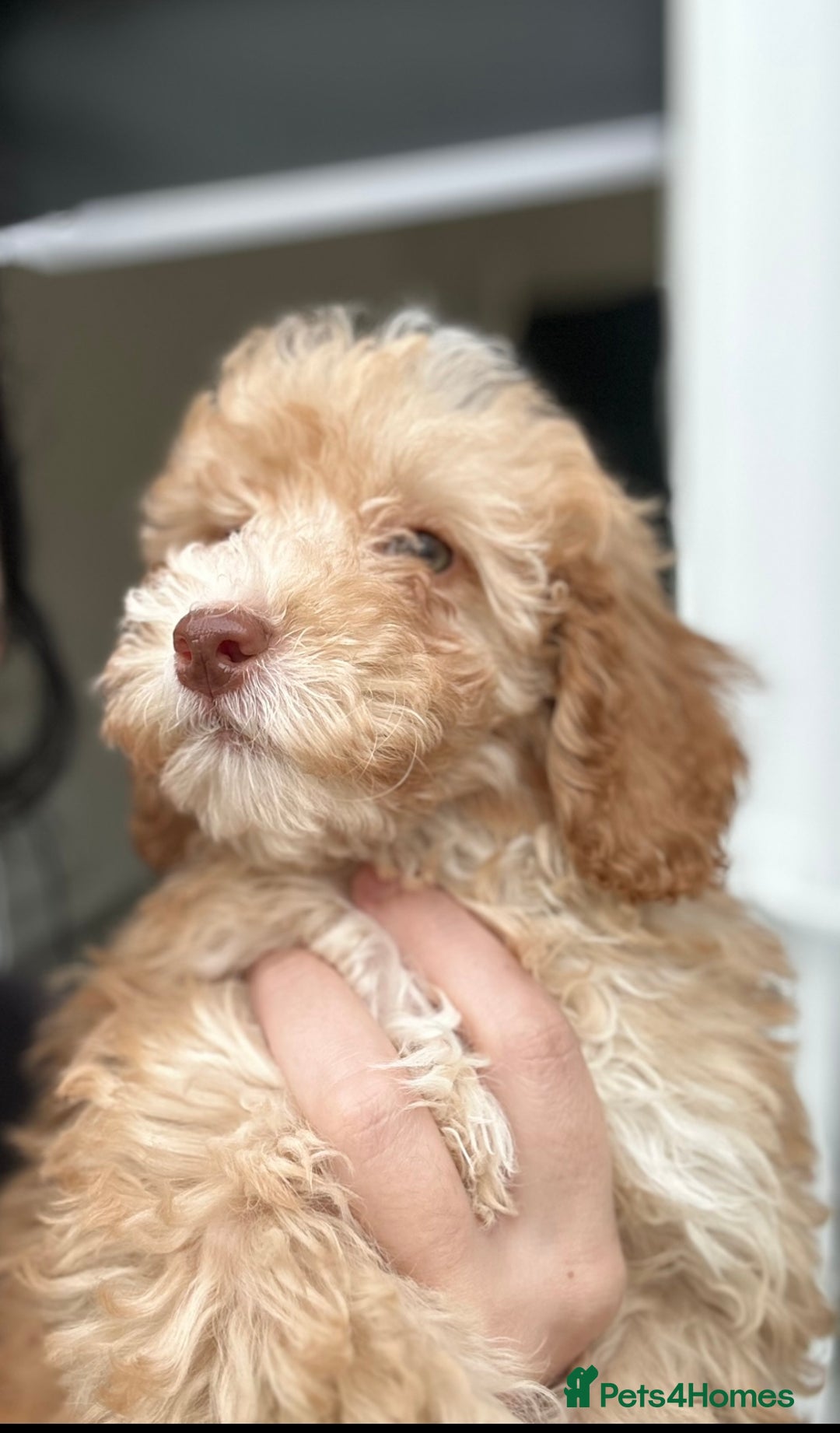 Cockapoo dogs for sale: Beautiful F1b Cockapoo Puppies , Ready Now!  - Image 6