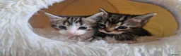 Ragdoll cats for sale: Beautiful kittens looking for new home  - Advert 4