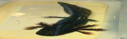 Axolotl reptiles for sale: Wild type juvenile axolts in Cardiff - Advert 4