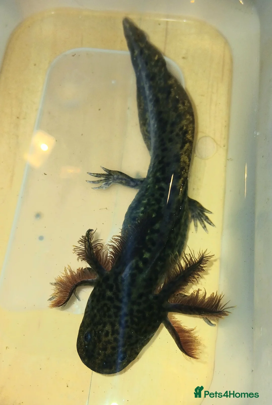 Axolotl reptiles for sale: Wild type juvenile axolts in Cardiff - Advert 4