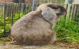 Mini Lop rabbits for sale: Mini lop  - Image 9