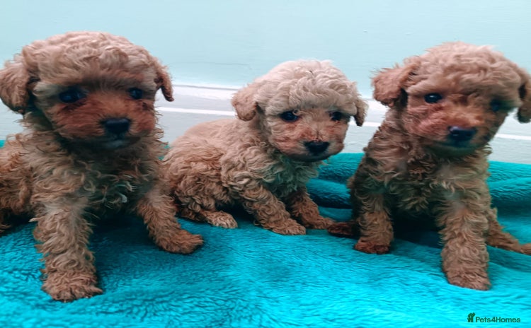 Toy Poodle dogs - Advert 10