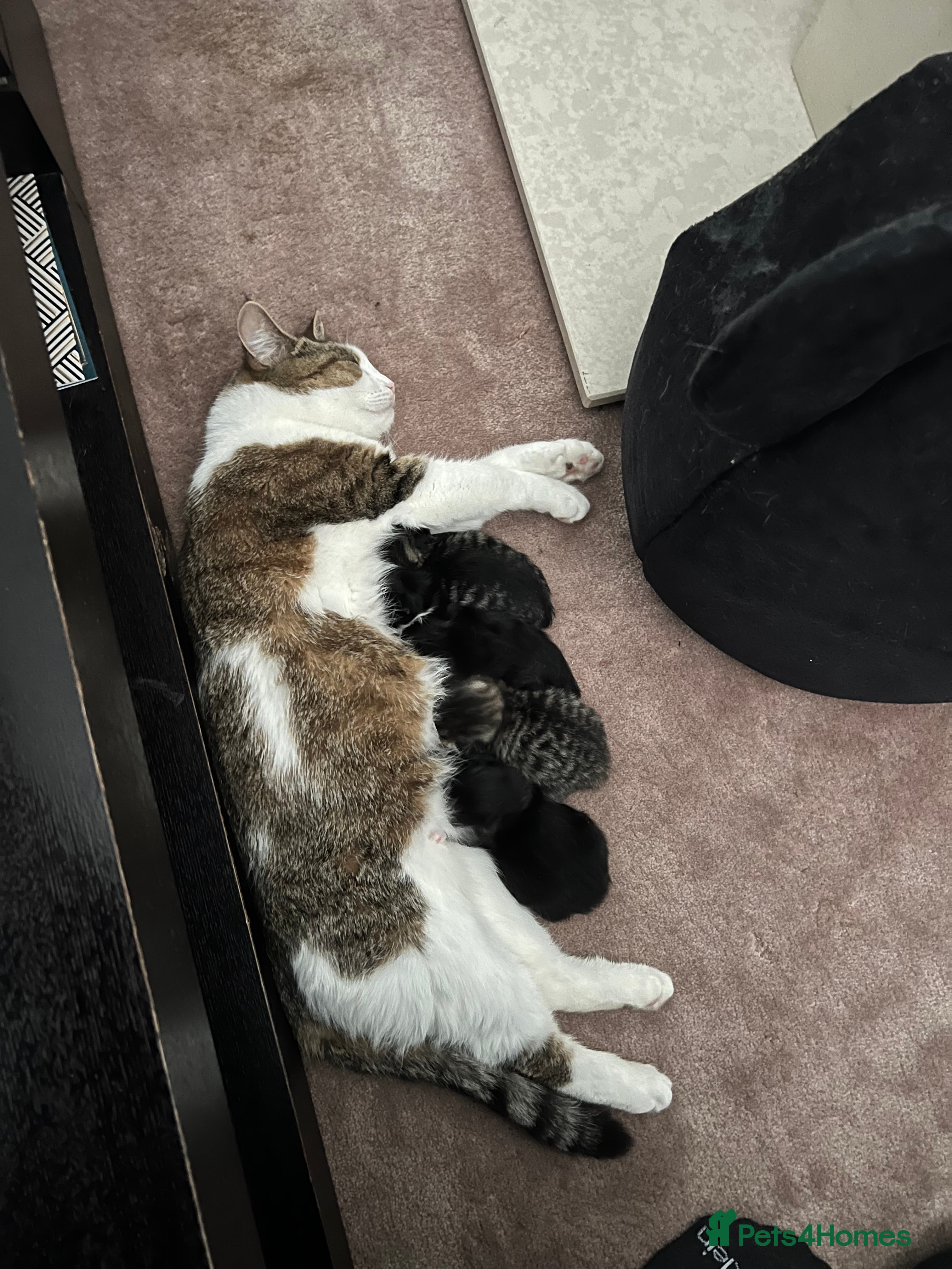 British Shorthair cats Gorgeous british shorthair kittens for sale 🐈 - Advert 1