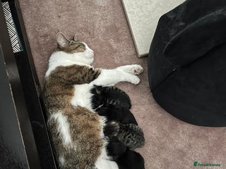 British Shorthair cats Gorgeous british shorthair kittens for sale 🐈 - Advert 1