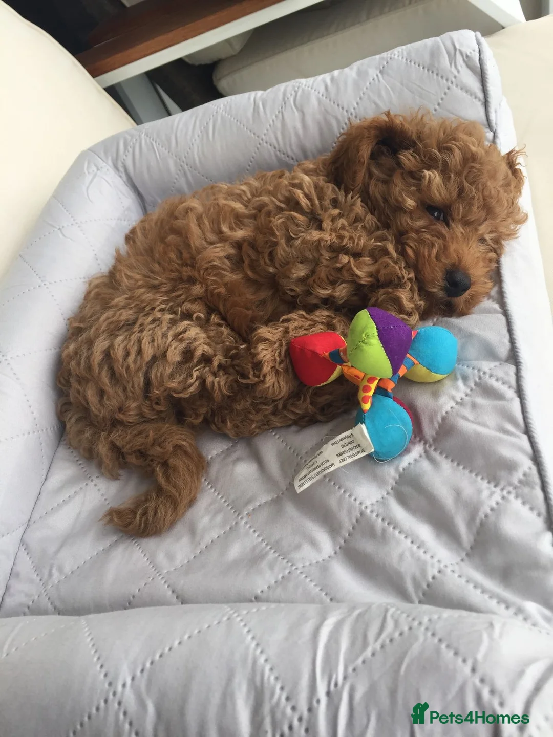 Poodle dogs for sale: Poodle Puppies Intelligent and Affectionate in Castle Douglas - Advert 2
