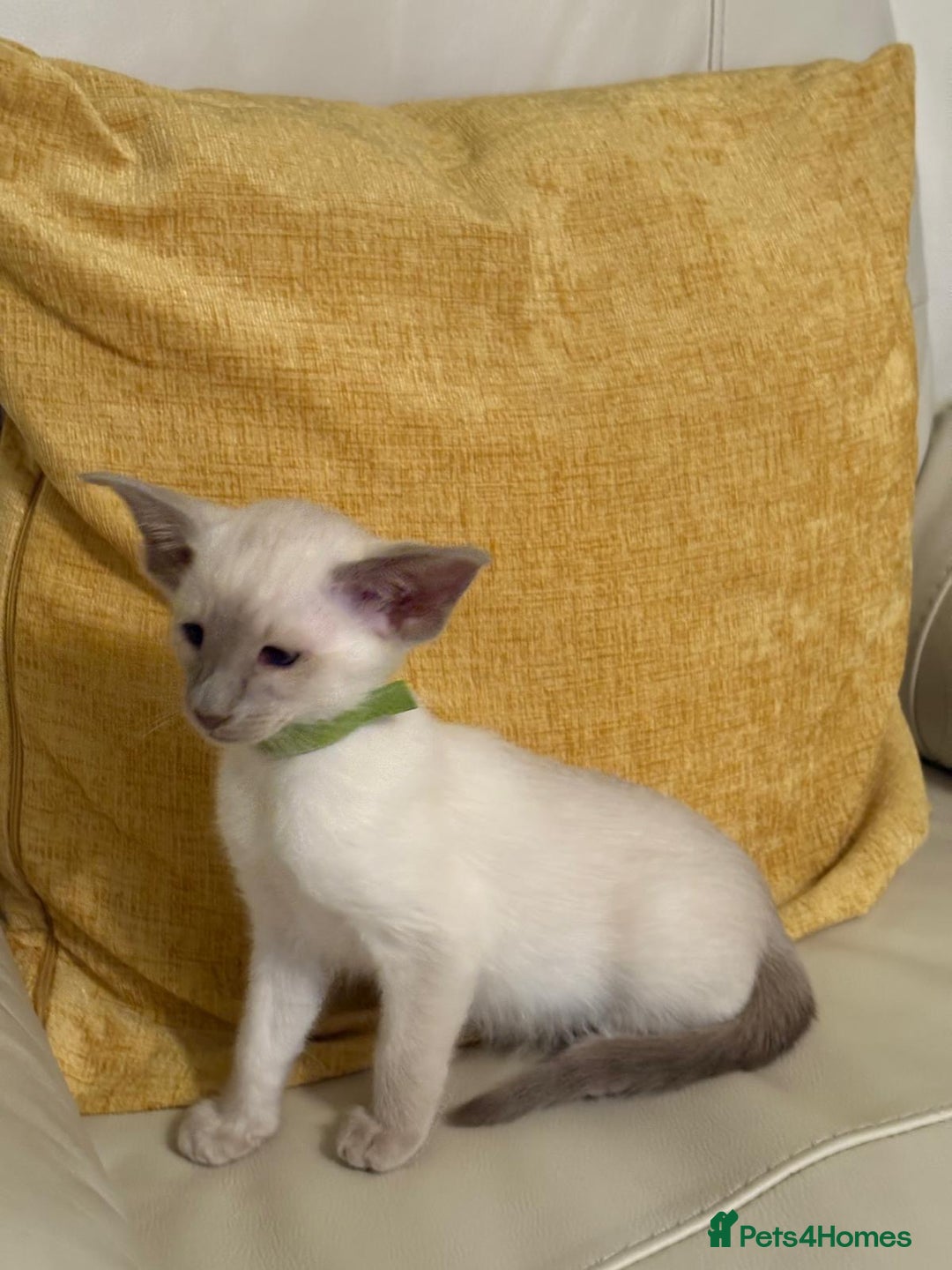 Oriental cats for sale: GCCF Oriental Kittens  - Advert 8