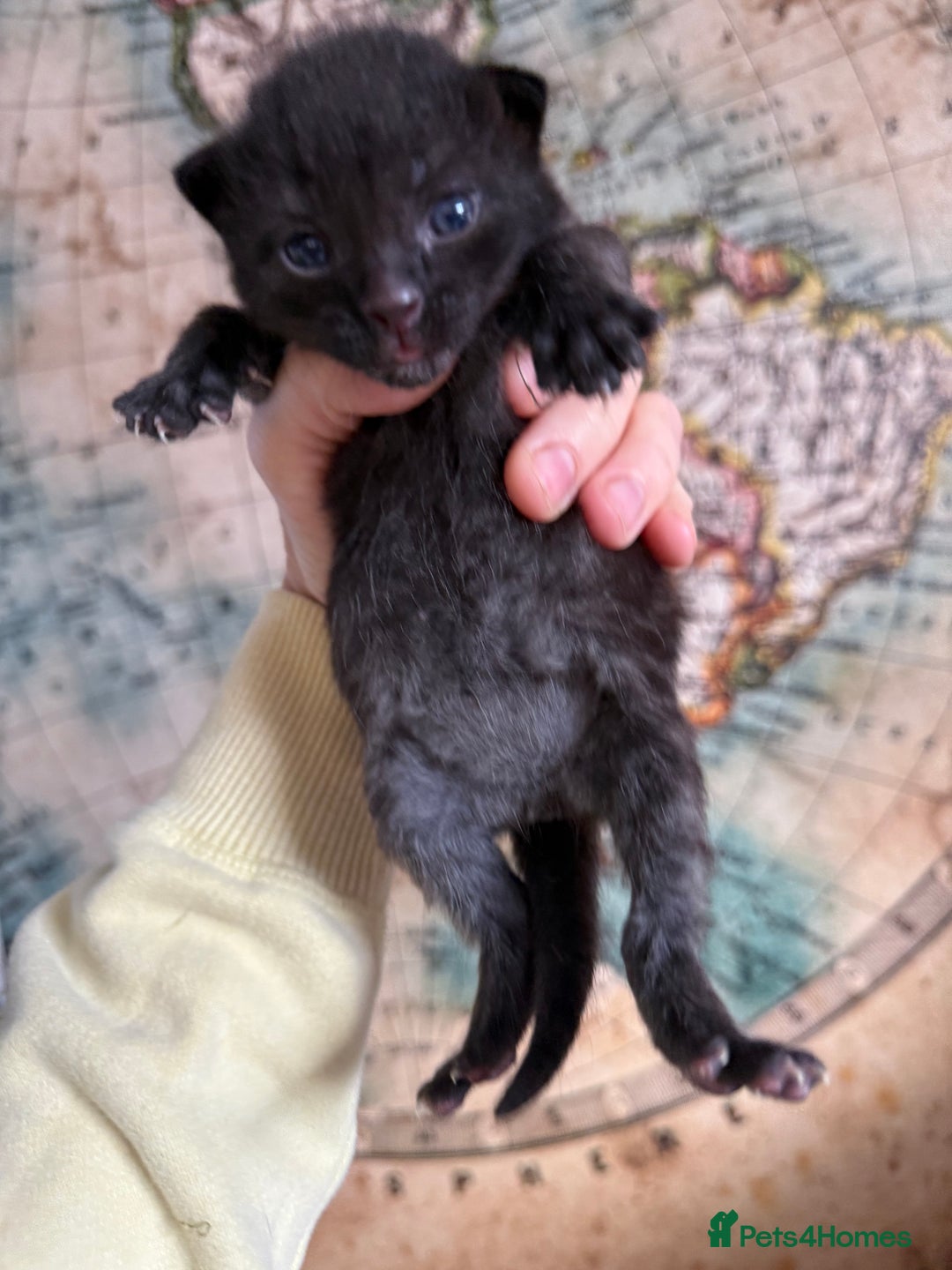 Bengal cats for sale: Bengal Cross Kittens - Image 4