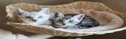 Bengal cats for sale: ⭐️Divine silver black spotted tabby bengal ⭐️ - Advert 24