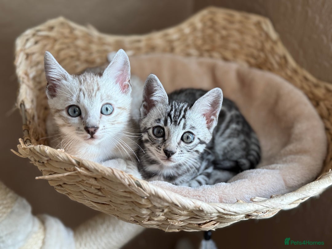 Bengal cats for sale: ⭐️Divine silver black spotted tabby bengal ⭐️ - Advert 24