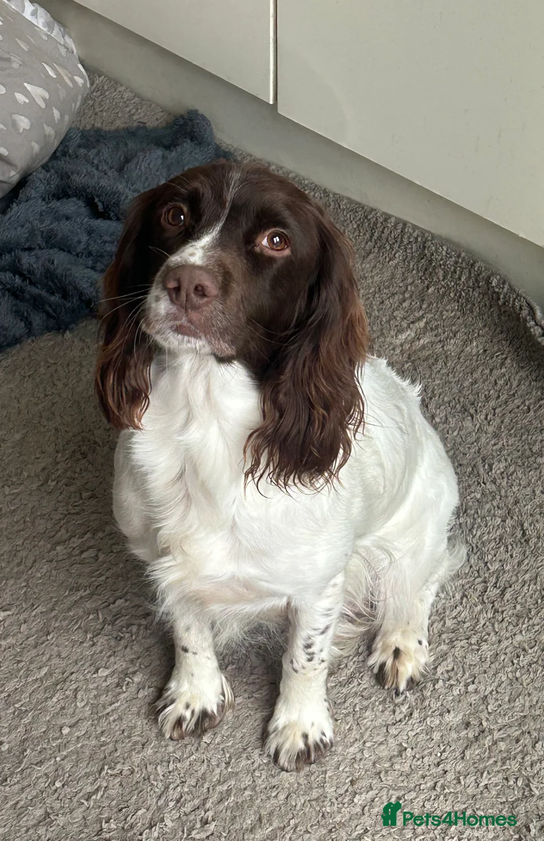 English Springer Spaniel dogs for sale: 4 springer spaniel dog puppies for sale - Advert 1