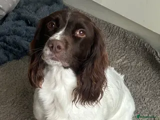 English Springer Spaniel dogs 4 springer spaniel dog puppies for sale - Advert 2