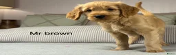 Goldendoodle dogs for sale: BEAUTIFUL HEALTHY CHUNKY PUPPIES  - Advert 8