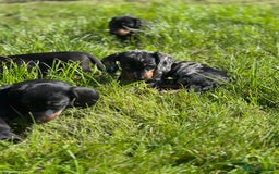 Miniature Dachshund dogs for sale: Miniature dachshund puppies  - Image 3