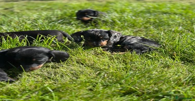 Miniature Dachshund dogs - Advert 7