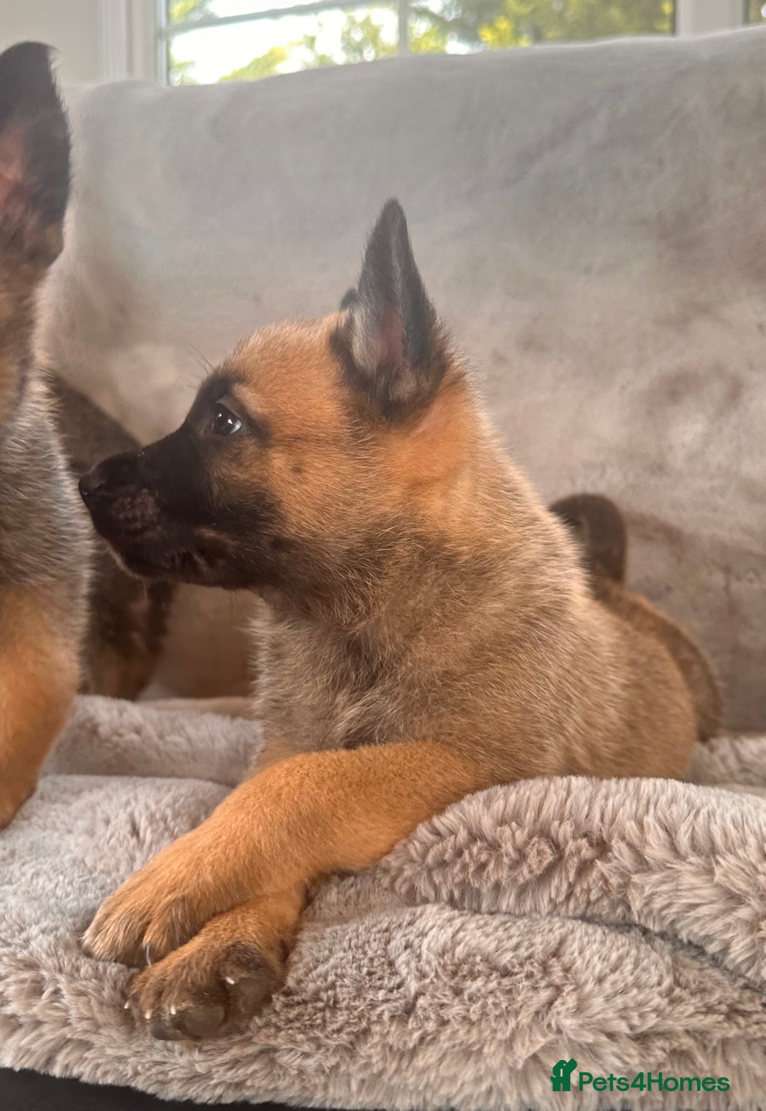 Belgian Shepherd Dog dogs for sale: Dutch Herder Puppies  - Image 9
