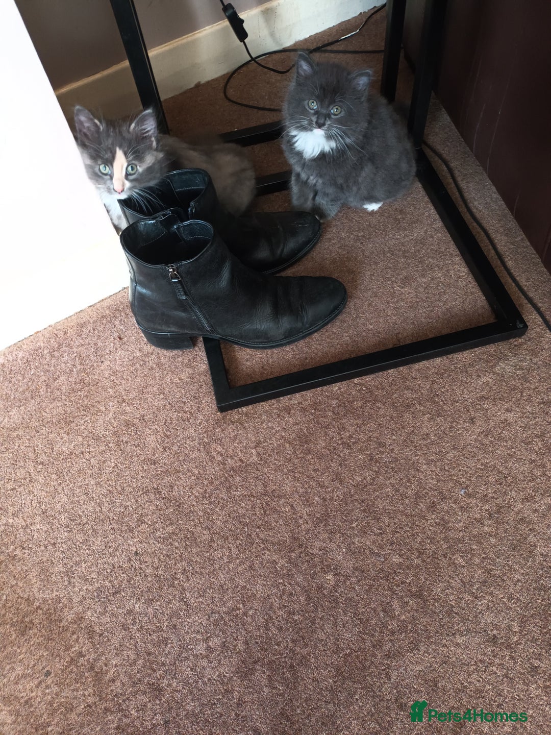 Domestic Shorthair cats for sale: Kittens  - Image 5