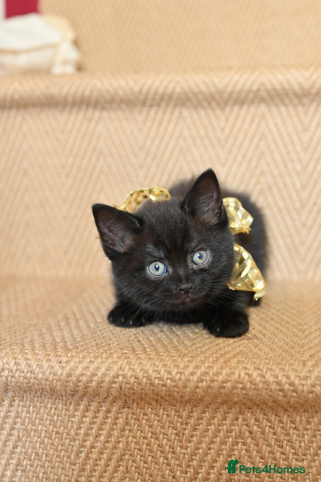 British Shorthair cats for sale: British Shorthair x Persian Kittens Available Now! - Advert 16