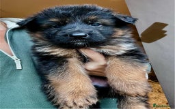German Shepherd dogs for sale: Beautiful KC reg health tested puppies for sale - Image 3