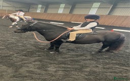 Shetland pony horses for sale: Shetland - Image 1