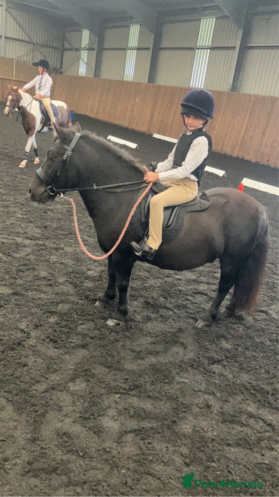 Shetland pony horses for sale: Shetland - Image 1