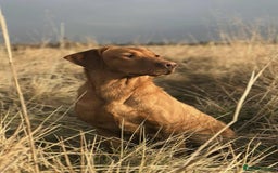 Labrador Retriever dogs for sale: Fox Red Labrador Puppies From Working Parents - Image 5
