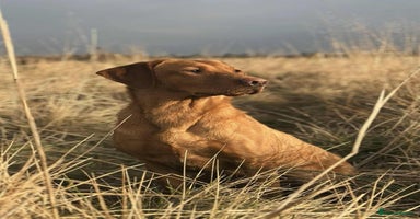 Labrador Retriever dogs - Advert 2