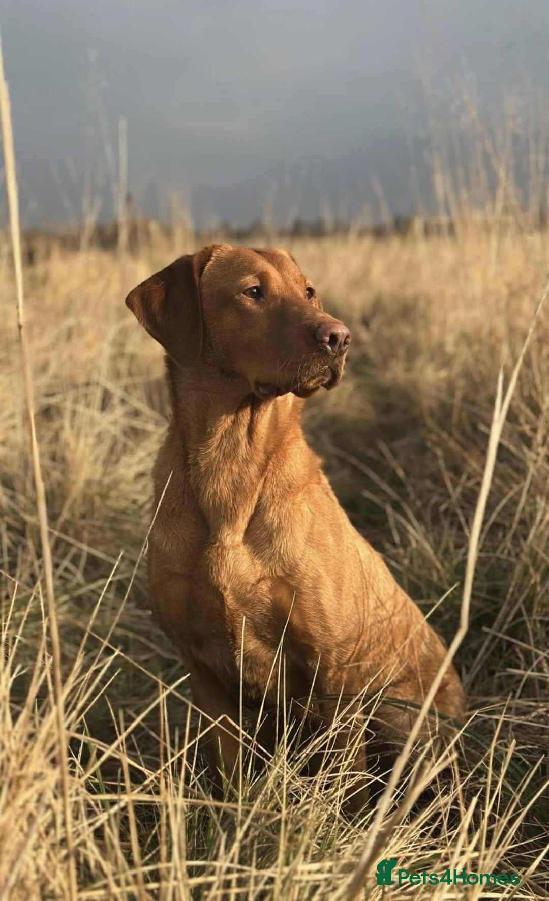 Labrador Retriever dogs for sale: Fox Red Labrador Puppies From Working Parents - Image 5